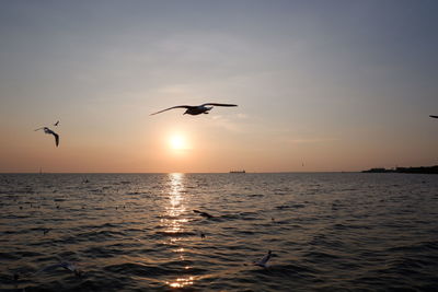 Seagull flying over sea against sky during sunset