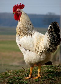 Rooster on a land