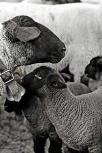 Close-up of a sheep on field