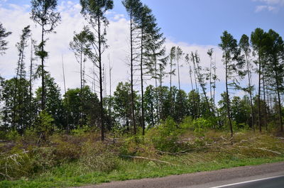 Trees growing on field against sky