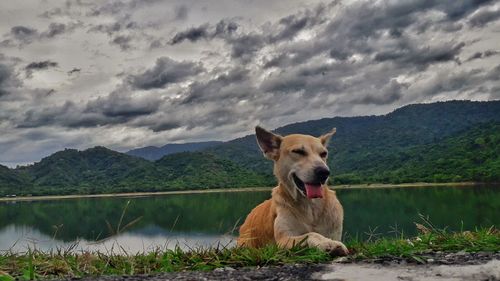 Dog in a lake