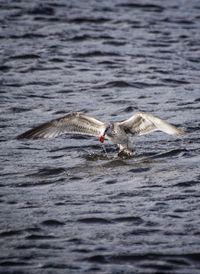 Swan swimming on lake