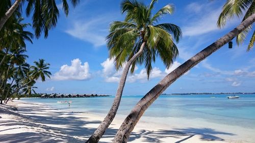 Palm trees on beach against sky