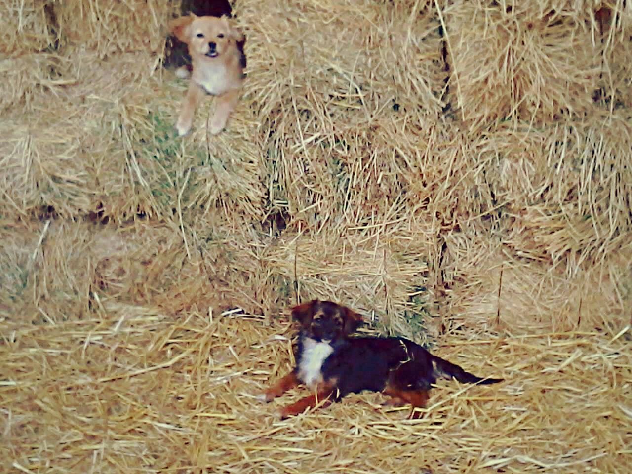 domestic animals, animal themes, pets, dog, mammal, one animal, field, high angle view, two animals, looking at camera, portrait, pet collar, sitting, grass, relaxation, canine, black color, full length, day, standing