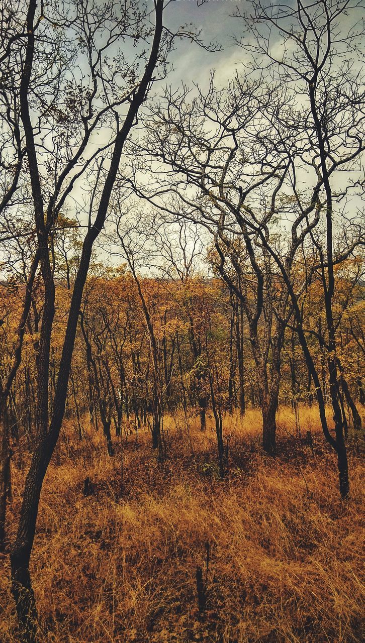 SCENIC VIEW OF BARE TREES DURING AUTUMN