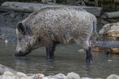 Side view of wild boar drinking water