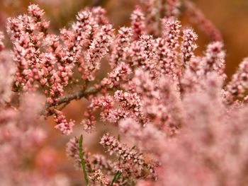 Close-up of pink flowers on tree