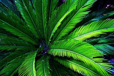 Full frame shot of palm tree