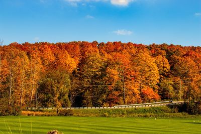 Scenic view of trees on field against sky