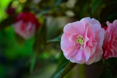 Close-up of pink flowers