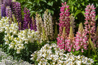 View of beautiful full bloom wisteria blossom trees and lupinus and multiple kind flowers in spring