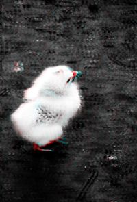 Close-up of bird on street