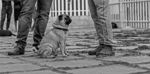 Low section of man walking with dog