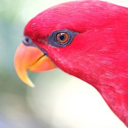 Close-up of a bird