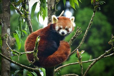 Rare red panda