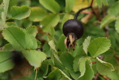 Close-up of a fruit on plant