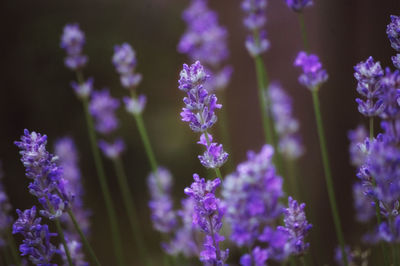 Close-up of purple flowering plants