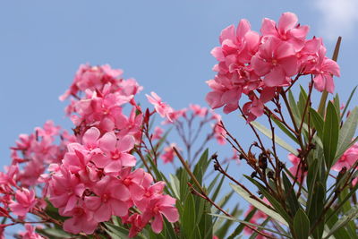 Close-up of pink flowers against clear blue sky