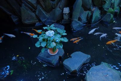 High angle view of fish swimming in sea