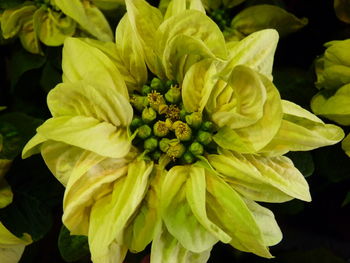 Close-up of yellow flowering plant