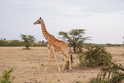 Giraffe standing on field against sky