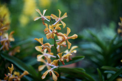 Close-up of flowering plant