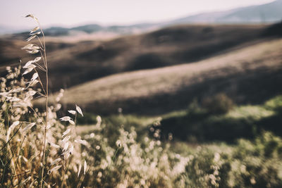 Plants growing on field