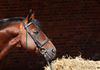 Horse in stable