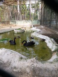 View of ducks swimming in lake