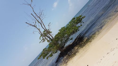 Tree on beach against clear blue sky