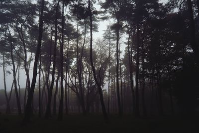Trees in forest against sky