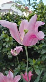 Close-up of pink flowers blooming outdoors