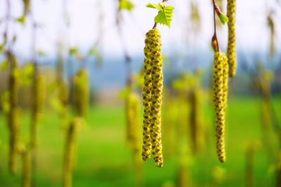 Close-up of plant against blurred background