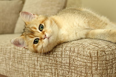 Close-up of ginger cat lying on sofa