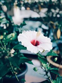 Close-up of white flowering plant blooming outdoors