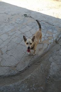 High angle portrait of dog on rock