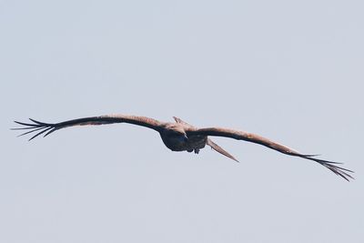 Low angle view of eagle flying in sky