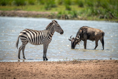 Plains zebra stands in shallows near wildebeest