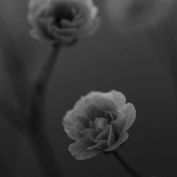 Close-up of flowers against blurred background