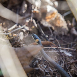 A beautiful grass snake in autumn leaves