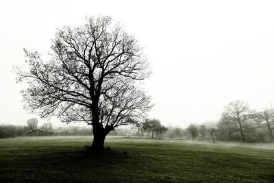 Bare trees on grassy field