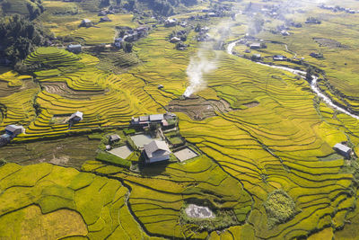 Ripe rice season in sapa, lao cai