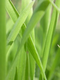 Close-up of green leaves