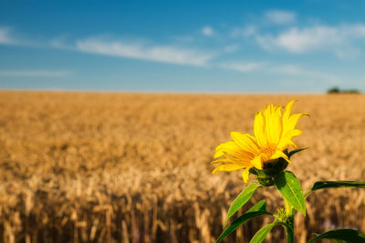 Close-up of yellow flower on field against sky