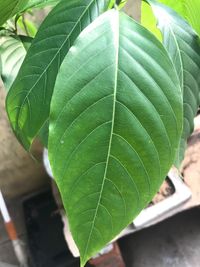 Close-up of fresh green leaves