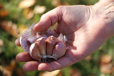 Close-up of hand holding flower