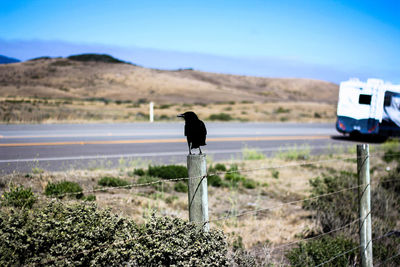 Bird on landscape against sky