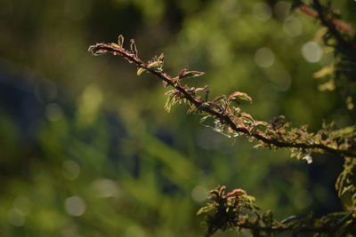 Close-up of plant