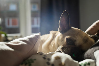 Close-up of dog sleeping on bed at home