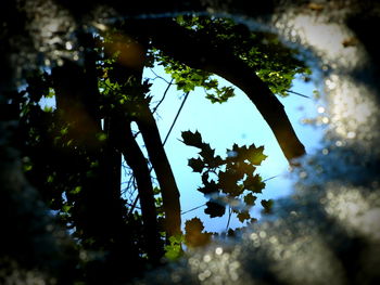 Low angle view of tree against sky